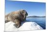 Walrus on Ice, Hudson Bay, Nunavut, Canada-Paul Souders-Mounted Photographic Print