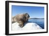 Walrus on Ice, Hudson Bay, Nunavut, Canada-Paul Souders-Framed Photographic Print