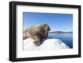 Walrus on Ice, Hudson Bay, Nunavut, Canada-Paul Souders-Framed Photographic Print