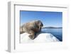 Walrus on Ice, Hudson Bay, Nunavut, Canada-Paul Souders-Framed Photographic Print