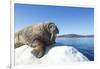 Walrus on Ice, Hudson Bay, Nunavut, Canada-Paul Souders-Framed Photographic Print