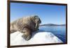 Walrus on Ice, Hudson Bay, Nunavut, Canada-Paul Souders-Framed Photographic Print