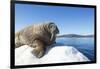 Walrus on Ice, Hudson Bay, Nunavut, Canada-Paul Souders-Framed Photographic Print