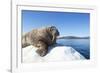 Walrus on Ice, Hudson Bay, Nunavut, Canada-Paul Souders-Framed Photographic Print