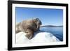 Walrus on Ice, Hudson Bay, Nunavut, Canada-Paul Souders-Framed Photographic Print