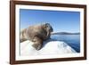 Walrus on Ice, Hudson Bay, Nunavut, Canada-Paul Souders-Framed Photographic Print