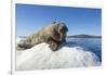 Walrus on Ice, Hudson Bay, Nunavut, Canada-Paul Souders-Framed Photographic Print