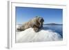 Walrus on Ice, Hudson Bay, Nunavut, Canada-Paul Souders-Framed Photographic Print