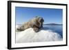 Walrus on Ice, Hudson Bay, Nunavut, Canada-Paul Souders-Framed Photographic Print