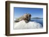 Walrus on Ice, Hudson Bay, Nunavut, Canada-Paul Souders-Framed Photographic Print