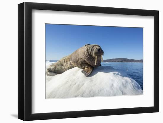 Walrus on Ice, Hudson Bay, Nunavut, Canada-Paul Souders-Framed Photographic Print