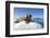 Walrus on Ice, Hudson Bay, Nunavut, Canada-Paul Souders-Framed Photographic Print