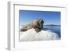 Walrus on Ice, Hudson Bay, Nunavut, Canada-Paul Souders-Framed Photographic Print