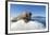 Walrus on Ice, Hudson Bay, Nunavut, Canada-Paul Souders-Framed Photographic Print