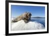 Walrus on Ice, Hudson Bay, Nunavut, Canada-Paul Souders-Framed Photographic Print