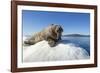 Walrus on Ice, Hudson Bay, Nunavut, Canada-Paul Souders-Framed Photographic Print