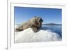 Walrus on Ice, Hudson Bay, Nunavut, Canada-Paul Souders-Framed Photographic Print