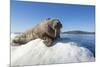 Walrus on Ice, Hudson Bay, Nunavut, Canada-Paul Souders-Mounted Photographic Print
