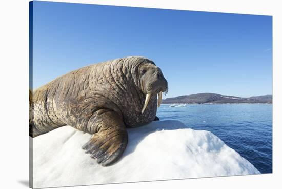 Walrus on Ice, Hudson Bay, Nunavut, Canada-Paul Souders-Stretched Canvas