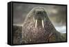 Walrus on Ice in Hudson Bay, Nunavut, Canada-Paul Souders-Framed Stretched Canvas