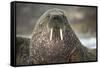 Walrus on Ice in Hudson Bay, Nunavut, Canada-Paul Souders-Framed Stretched Canvas