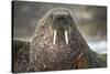 Walrus on Ice in Hudson Bay, Nunavut, Canada-Paul Souders-Stretched Canvas