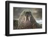 Walrus on Ice in Hudson Bay, Nunavut, Canada-Paul Souders-Framed Photographic Print