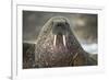 Walrus on Ice in Hudson Bay, Nunavut, Canada-Paul Souders-Framed Photographic Print