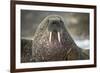 Walrus on Ice in Hudson Bay, Nunavut, Canada-Paul Souders-Framed Photographic Print