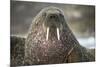 Walrus on Ice in Hudson Bay, Nunavut, Canada-Paul Souders-Mounted Photographic Print