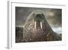 Walrus on Ice in Hudson Bay, Nunavut, Canada-Paul Souders-Framed Photographic Print