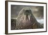 Walrus on Ice in Hudson Bay, Nunavut, Canada-Paul Souders-Framed Photographic Print