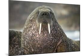 Walrus on Ice in Hudson Bay, Nunavut, Canada-Paul Souders-Mounted Photographic Print