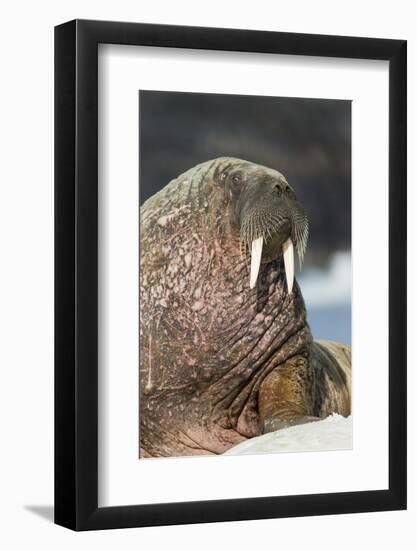 Walrus on Ice in Hudson Bay, Nunavut, Canada-Paul Souders-Framed Photographic Print