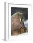 Walrus on Ice in Hudson Bay, Nunavut, Canada-Paul Souders-Framed Photographic Print