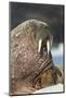 Walrus on Ice in Hudson Bay, Nunavut, Canada-Paul Souders-Mounted Photographic Print