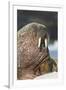 Walrus on Ice in Hudson Bay, Nunavut, Canada-Paul Souders-Framed Photographic Print