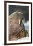 Walrus on Ice in Hudson Bay, Nunavut, Canada-Paul Souders-Framed Photographic Print