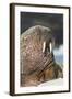 Walrus on Ice in Hudson Bay, Nunavut, Canada-Paul Souders-Framed Photographic Print