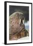 Walrus on Ice in Hudson Bay, Nunavut, Canada-Paul Souders-Framed Photographic Print