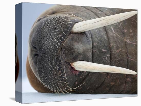 Walrus on ice-Paul Souders-Stretched Canvas