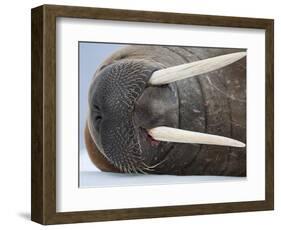 Walrus on ice-Paul Souders-Framed Photographic Print