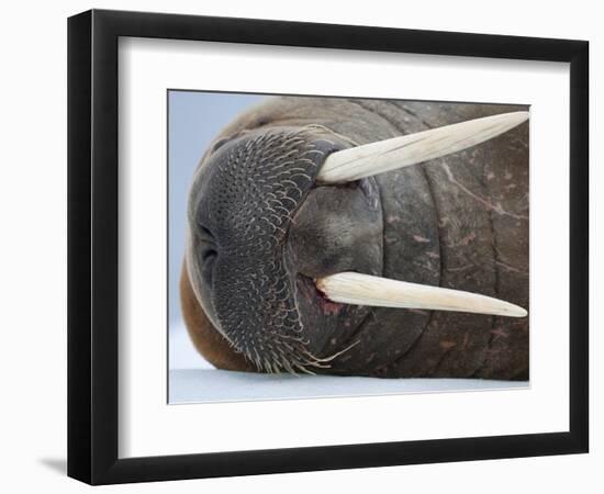 Walrus on ice-Paul Souders-Framed Photographic Print