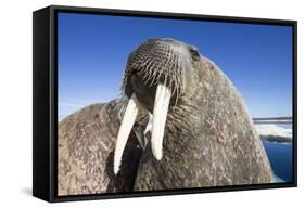 Walrus on Iceberg, Hudson Bay, Nunavut, Canada-Paul Souders-Framed Stretched Canvas