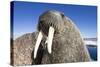 Walrus on Iceberg, Hudson Bay, Nunavut, Canada-Paul Souders-Stretched Canvas