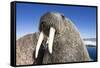 Walrus on Iceberg, Hudson Bay, Nunavut, Canada-Paul Souders-Framed Stretched Canvas