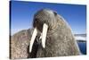 Walrus on Iceberg, Hudson Bay, Nunavut, Canada-Paul Souders-Stretched Canvas