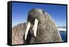 Walrus on Iceberg, Hudson Bay, Nunavut, Canada-Paul Souders-Framed Stretched Canvas