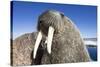 Walrus on Iceberg, Hudson Bay, Nunavut, Canada-Paul Souders-Stretched Canvas