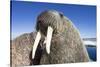 Walrus on Iceberg, Hudson Bay, Nunavut, Canada-Paul Souders-Stretched Canvas